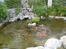 花園魚池